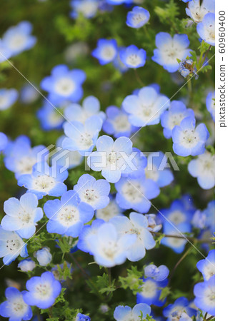 Nemophila blooming in the park 60960400