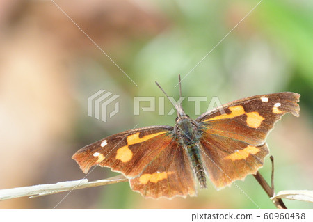 Proboscis (male) Proboscis (male) 60960438