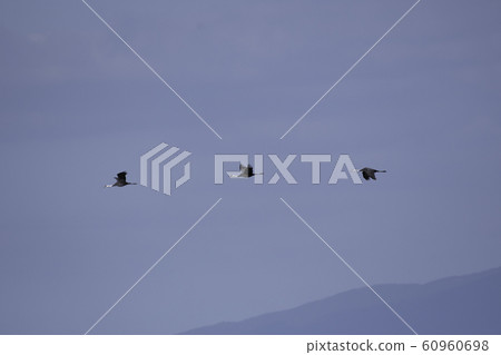 Flight of Navel Flight of Navel 60960698
