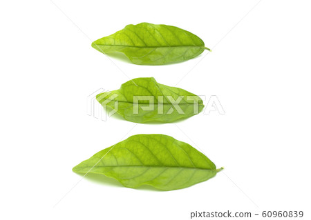 fresh green leaves fresh green leaves 60960839