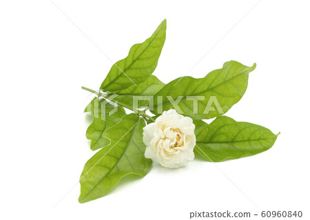 jasmine jasmine 60960840