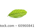 fresh green leaves 60960841