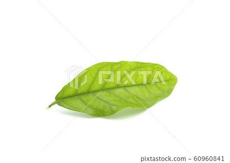 fresh green leaves 60960841