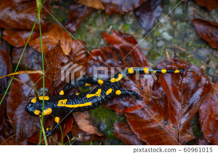fire salamander or Salamandra salamandra 60961015