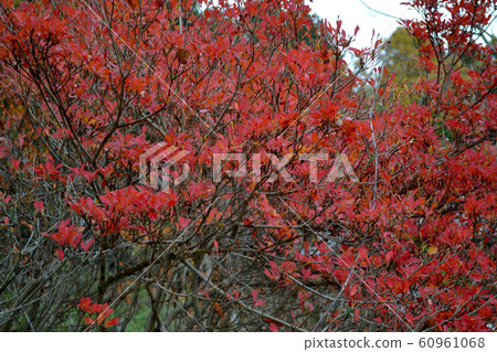 Autumn leaves pear tree Autumn leaves pear tree 60961068