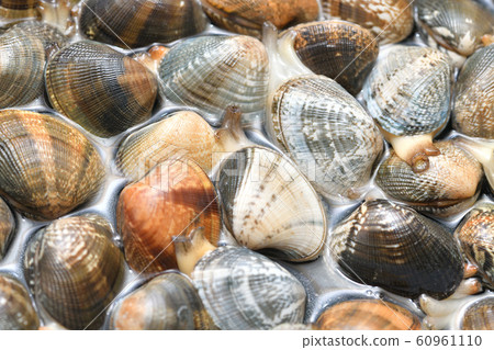 Domestic processing of domestic clam sand. Put salt water in a frying pan, soak Asari, and let the sand come out. 60961110