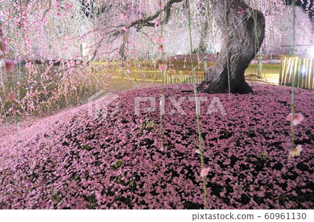 三月三重縣鈴鹿森林花園垂枝梅 三月三重縣鈴鹿森林花園垂枝梅 60961130
