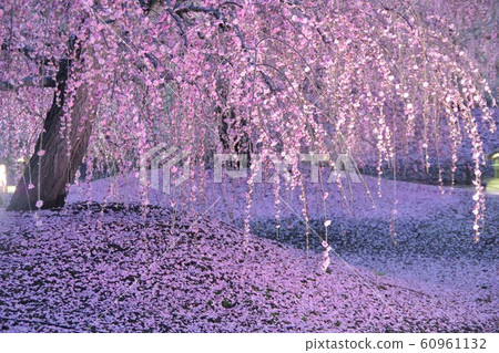 三月三重縣鈴鹿森林花園垂枝梅 三月三重縣鈴鹿森林花園垂枝梅 60961132