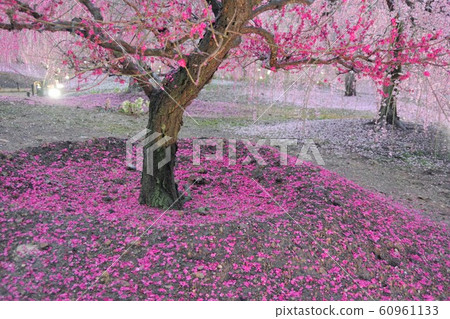 March Mie Prefecture Suzuka Forest Garden Weeping Plum March Mie Prefecture Suzuka Forest Garden Weeping Plum 60961133