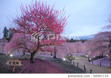 March Mie Prefecture Suzuka Forest Garden Weeping Plum 60961134