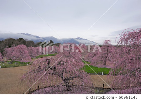 三月三重縣鈴鹿森林花園垂枝梅 三月三重縣鈴鹿森林花園垂枝梅 60961143