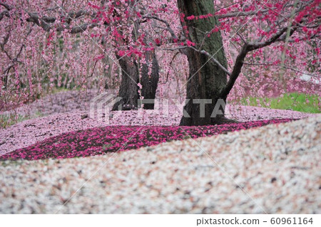 三月三重縣鈴鹿森林花園垂枝梅 三月三重縣鈴鹿森林花園垂枝梅 60961164
