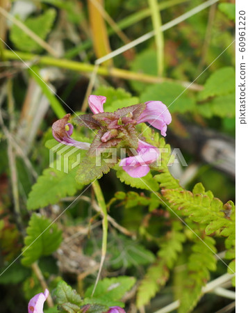 Tomoe Schogama 60961220