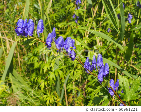 好吧附子 好吧附子 60961221