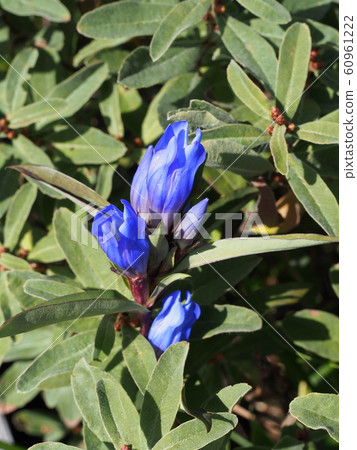 Ezorin池塘 60961222