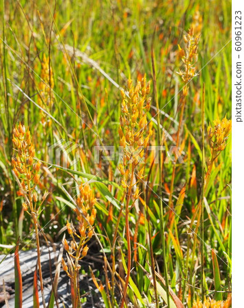 Narthecium黃龍病 Narthecium黃龍病 60961223