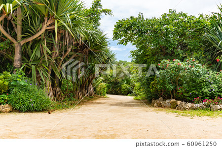Sand, green and sky in Iriomote and Yufu Island Sand, green and sky in Iriomote and Yufu Island 60961250