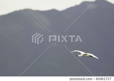 Black spoonbill flight-flood 60961727