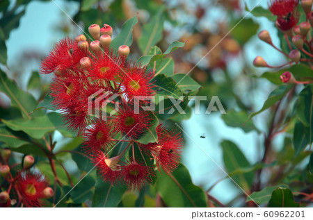 Red flowering gum tree blossoms and buds, Corymbia ficifolia Wildfire variety, Family Myrtaceae. Endemic to Stirling Ranges near Albany in on south west coast of Western Australia.  60962201