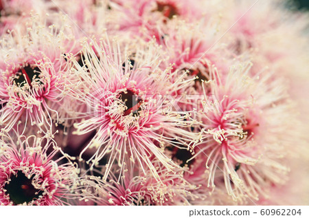 Close up of a bunch of pink and white blossoms and buds of the Australian native Corymbia Fairy Floss, family Myrtaceae. Cultivar of Corymbia ficifolia which is endemic to Western Australia 60962204