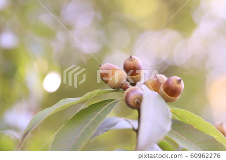 橡子的橡子 60962276