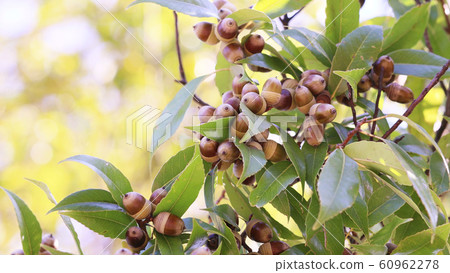 Acorn's acorn Acorn's acorn 60962278