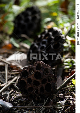 蓮花,古蓮花,枯蓮花,蓮花,自然 蓮花,古蓮花,枯蓮花,蓮花,自然 60962281