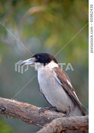 Australian native Grey Butcherbird, Cracticus torquatus, family Artamidae, perched in a tree in Sydney, NSW. Found in all Australian states and Territories. Australian native Grey Butcherbird, Cracticus torquatus, family Artamidae, perched in a tree in Sydney, NSW. Found in all Australian states and Territories. 60962436