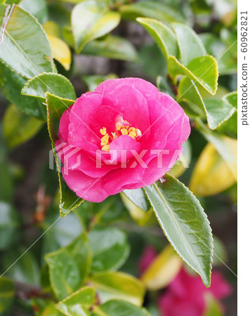 Beautiful sasanqua (sasanqua) with water drops 60962821