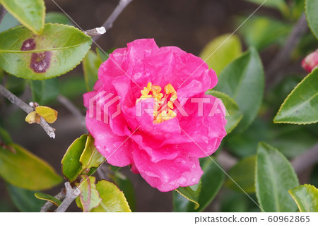 Beautiful sasanqua (sasanqua) with water drops 60962865