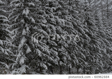 Winter Forest / Biei-cho, Hokkaido Winter Forest / Biei-cho, Hokkaido 60962884