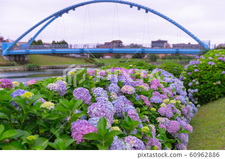 Hydrangea blooming in the park Hydrangea blooming in the park 60962886