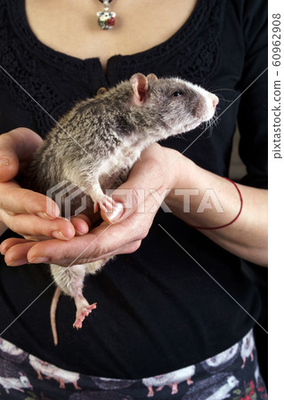Grey thoroughbred rat in female hands. The concept of home care pets Grey thoroughbred rat in female hands. The concept of home care pets 60962908