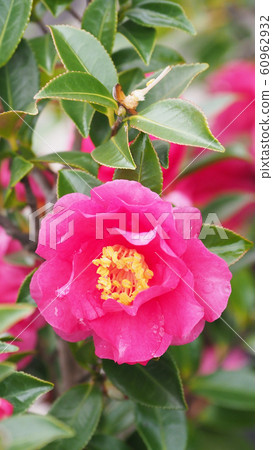 美麗的茶梅（茶梅）與水滴 60962932