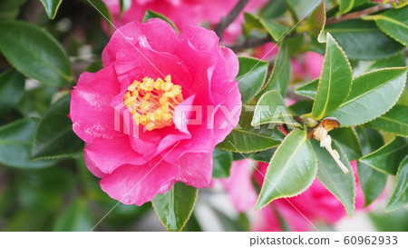 Beautiful sasanqua (sasanqua) with water drops 60962933