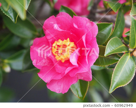 美麗的茶梅(茶梅)與水滴 美麗的茶梅(茶梅)與水滴 60962949