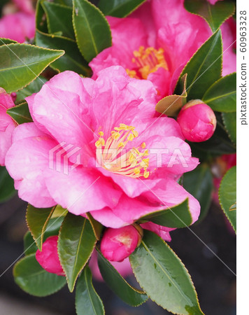 Beautiful sasanqua (sasanqua) with water drops Beautiful sasanqua (sasanqua) with water drops 60963328