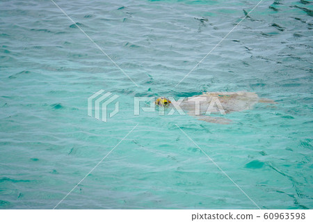 在Mettle海島上的海龜 在Mettle海島上的海龜 60963598
