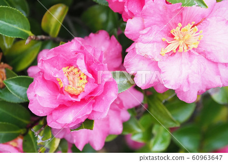 美麗的茶梅（茶梅）與水滴 60963647