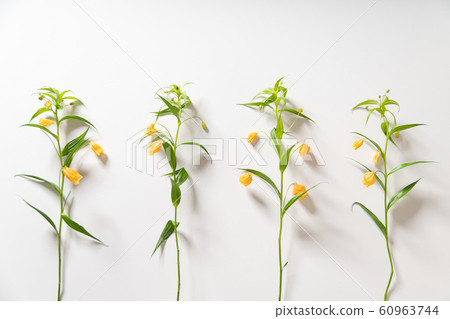 Sandersonia聖誕鈴鐺狗藏紅花 60963744