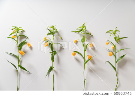 Sandersonia聖誕鈴鐺狗藏紅花 60963745