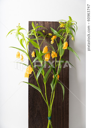 Sandersonia聖誕鈴鐺狗藏紅花 Sandersonia聖誕鈴鐺狗藏紅花 60963747