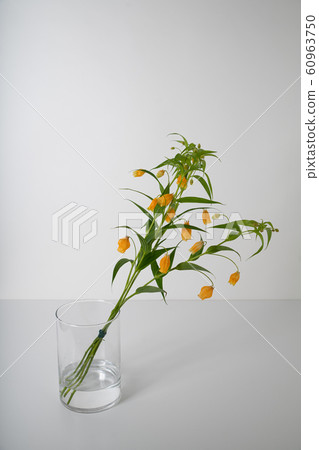 Sandersonia聖誕鈴鐺狗藏紅花 Sandersonia聖誕鈴鐺狗藏紅花 60963750