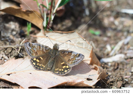 Miyama Seseri(男) Miyama Seseri(男) 60963752