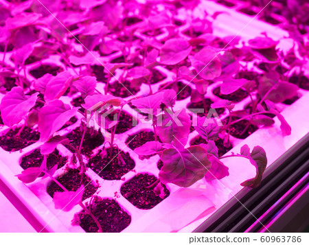 蔬菜苗圃西蘭花 60963786