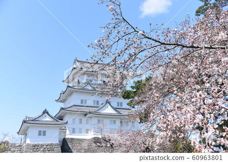 Odawara Castle Cherry Blossoms 60963801