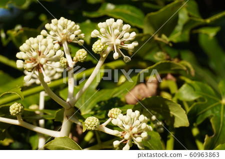 “少年花” “少年花” 60963863