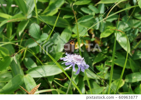 The male of the red lizard sucking honey 60963877