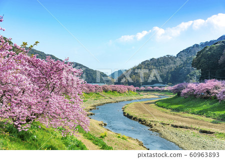 [河津櫻南水町] 60963893
