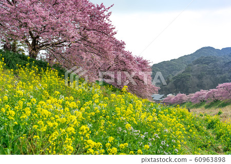 [河津櫻南水町] 60963898